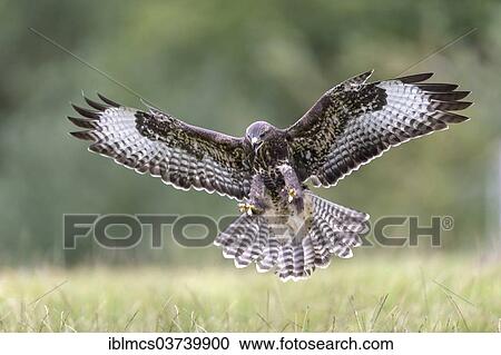 "Common Buzzard (Buteo buteo) approaching, Wildpark Neuhaus, Neuhaus im Solling, Lower Saxony, Germany, Europe" View Large Photo Image Stock Image - "Common Buzzard (Buteo buteo) approaching, Wildpark Neuhaus, Neuhaus im Solling, Lower Saxony, Germany, Europe". Fotosearch