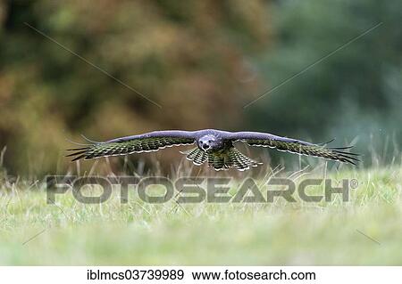 "Common Buzzard (Buteo buteo) approaching, Wildpark Neuhaus, Neuhaus im Solling, Lower Saxony, Germany, Europe" View Large Photo Image Stock Photo - "Common Buzzard (Buteo buteo) approaching, Wildpark Neuhaus, Neuhaus im Solling, Lower Saxony, Germany, Europe". Fotosearch