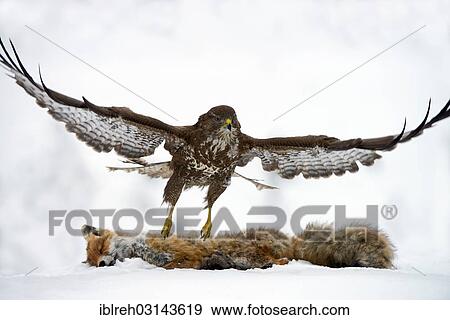 Stock Photo - "Common Buzzard (Buteo buteo), taking off from the carcass of a red fox (Vulpes vulpes) lying in the snow, Terfens, Terfens, Schwaz District, North Tirol, Tirol, Austria, Europe". Fotosearch