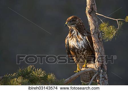 "Common Buzzard (Buteo buteo), Terfens, Terfens, Schwaz District, North Tirol, Tirol, Austria, Europe" View Large Photo Image Picture - "Common Buzzard (Buteo buteo), Terfens, Terfens, Schwaz District, North Tirol, Tirol, Austria, Europe". Fotosearch