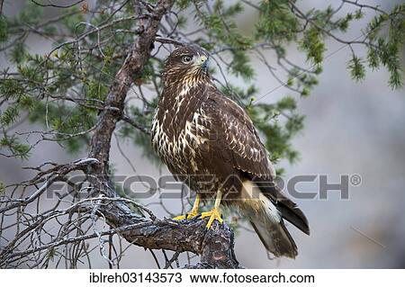"Common Buzzard (Buteo buteo), Terfens, Terfens, Schwaz District, North Tirol, Tirol, Austria, Europe" View Large Photo Image Stock Image - "Common Buzzard (Buteo buteo), Terfens, Terfens, Schwaz District, North Tirol, Tirol, Austria, Europe". Fotosearch
