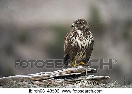 "Common Buzzard (Buteo buteo), Terfens, Terfens, Schwaz District, North Tirol, Tirol, Austria, Europe" View Large Photo Image Stock Image - "Common Buzzard (Buteo buteo), Terfens, Terfens, Schwaz District, North Tirol, Tirol, Austria, Europe". Fotosearch