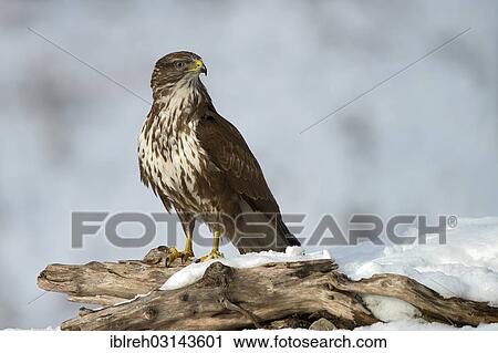 "Common Buzzard (Buteo buteo), Terfens, Terfens, Schwaz District, North Tirol, Tirol, Austria, Europe" View Large Photo Image Stock Image - "Common Buzzard (Buteo buteo), Terfens, Terfens, Schwaz District, North Tirol, Tirol, Austria, Europe". Fotosearch