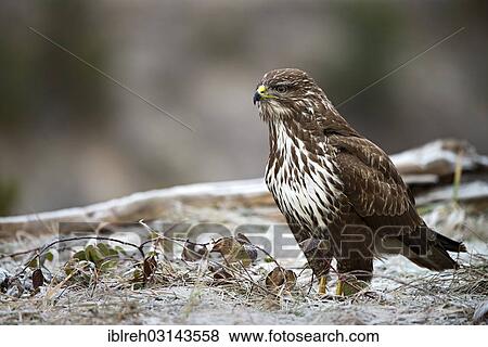 "Common Buzzard (Buteo buteo), Terfens, Schwaz District, North Tirol, Tirol, Austria, Europe" View Large Photo Image Stock Photo - "Common Buzzard (Buteo buteo), Terfens, Schwaz District, North Tirol, Tirol, Austria, Europe". Fotosearch