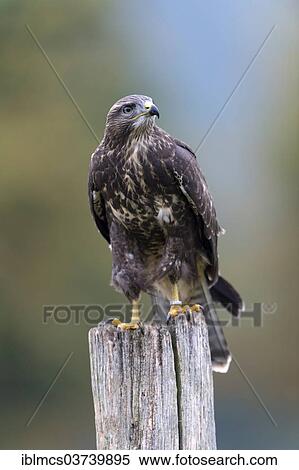 "Common Buzzard (Buteo buteo), Wildpark Neuhaus, Neuhaus im Solling, Lower Saxony, Germany, Europe" View Large Photo Image Stock Photography - "Common Buzzard (Buteo buteo), Wildpark Neuhaus, Neuhaus im Solling, Lower Saxony, Germany, Europe". Fotosearch