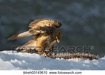 "Common Buzzard (Buteo buteo), with the carcass of a roe deer (Capreolus capreolus), Terfens, Terfens, Schwaz District, North Tirol, Tirol, Austria, Europe" View Large Photo Image Stock Image - "Common Buzzard (Buteo buteo), with the carcass of a roe deer (Capreolus capreolus), Terfens, Terfens, Schwaz District, North Tirol, Tirol, Austria, Europe". Fotosearch