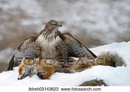 Stock Image - "Common Buzzard (Buteo buteo), with the carcass of a red fox (Vulpes vulpes), Terfens, Terfens, Schwaz District, North Tirol, Tirol, Austria, Europe". Fotosearch