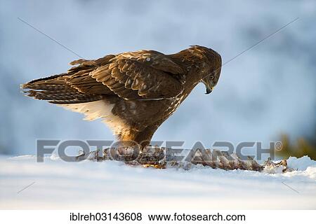 "Common Buzzard (Buteo buteo), with the carcass of a roe deer (Capreolus capreolus), Terfens, Terfens, Schwaz District, North Tirol, Tirol, Austria, Europe" View Large Photo Image Stock Photo - "Common Buzzard (Buteo buteo), with the carcass of a roe deer (Capreolus capreolus), Terfens, Terfens, Schwaz District, North Tirol, Tirol, Austria, Europe". Fotosearch