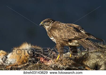 "Common Buzzard (Buteo buteo), with the carcass of a red fox (Vulpes vulpes), Terfens, Terfens, Schwaz District, North Tirol, Tirol, Austria, Europe" View Large Photo Image Stock Photo - "Common Buzzard (Buteo buteo), with the carcass of a red fox (Vulpes vulpes), Terfens, Terfens, Schwaz District, North Tirol, Tirol, Austria, Europe". Fotosearch