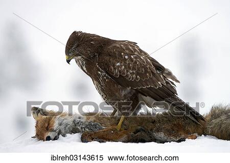 "Common Buzzard (Buteo buteo), with the carcass of a red fox (Vulpes vulpes), Terfens, Terfens, Schwaz District, North Tirol, Tirol, Austria, Europe" View Large Photo Image Stock Photography - "Common Buzzard (Buteo buteo), with the carcass of a red fox (Vulpes vulpes), Terfens, Terfens, Schwaz District, North Tirol, Tirol, Austria, Europe". Fotosearch