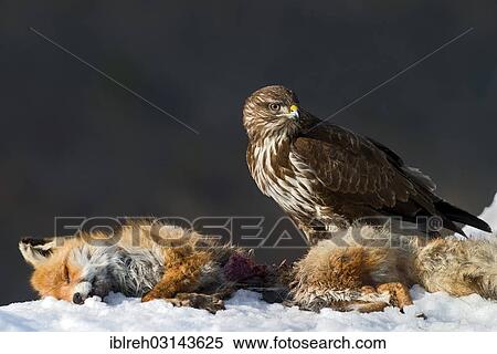 Stock Photography - "Common Buzzard (Buteo buteo), with the carcass of a red fox (Vulpes vulpes), Terfens, Terfens, Schwaz District, North Tirol, Tirol, Austria, Europe". Fotosearch
