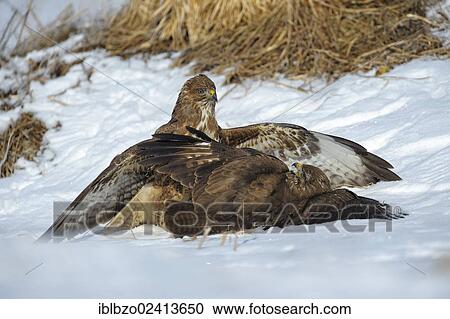 Common Buzzards (Buteo buteo) fighting, biosphere reserve, Swabian Alb, Baden-Wuerttemberg, Germany, Europe View Large Photo Image Stock Image - Common Buzzards (Buteo buteo) fighting, biosphere reserve, Swabian Alb, Baden-Wuerttemberg, Germany, Europe. Fotosearch