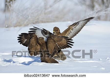 Stock Photo - Common Buzzards (Buteo buteo) fighting, biosphere reserve, Swabian Alb, Baden-Wuerttemberg, Germany, Europe. Fotosearch