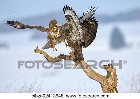 Stock Photo - Common Buzzards (Buteo buteo) fighting, biosphere reserve, Swabian Alb, Baden-Wuerttemberg, Germany, Europe. Fotosearch