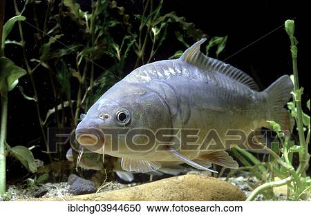 "Common Carp (Cyprinus carpio carpio), captive, France, Europe" View Large Photo Image Stock Image - "Common Carp (Cyprinus carpio carpio), captive, France, Europe". Fotosearch