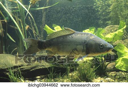 "Common Carp (Cyprinus carpio carpio), captive, France, Europe" View Large Photo Image Stock Image - "Common Carp (Cyprinus carpio carpio), captive, France, Europe". Fotosearch