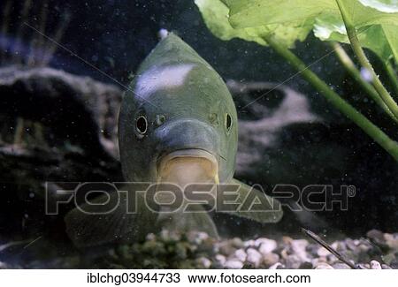 "Common Carp (Cyprinus carpio carpio), captive, France, Europe" View Large Photo Image Stock Image - "Common Carp (Cyprinus carpio carpio), captive, France, Europe". Fotosearch