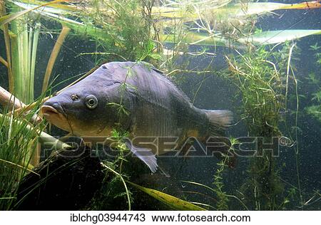 Stock Image - "Common Carp (Cyprinus carpio carpio), captive, France, Europe". Fotosearch