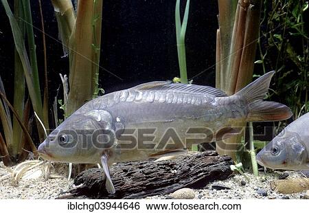 "Common Carp (Cyprinus carpio carpio), captive, France, Europe" View Large Photo Image Stock Photograph - "Common Carp (Cyprinus carpio carpio), captive, France, Europe". Fotosearch