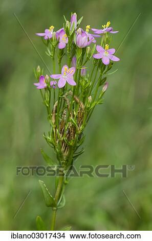 "Common Centaury or European Centaury (Centaurium erythraea), Limbach, Burgenland, Austria, Europe" View Large Photo Image Picture - "Common Centaury or European Centaury (Centaurium erythraea), Limbach, Burgenland, Austria, Europe". Fotosearch