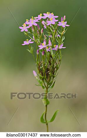 Stock Photo - "Common Centaury or European Centaury (Centaurium erythraea), Limbach, Burgenland, Austria, Europe". Fotosearch