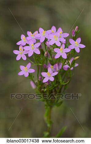 Stock Photo - "Common Centaury or European Centaury (Centaurium erythraea), Limbach, Burgenland, Austria, Europe". Fotosearch