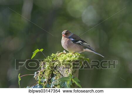 "Common Chaffinch (Fringilla coelebs), South Wales, Wales, United Kingdom, Europe" View Large Photo Image Picture - "Common Chaffinch (Fringilla coelebs), South Wales, Wales, United Kingdom, Europe". Fotosearch