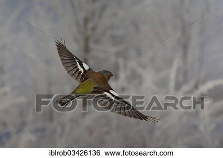 Stock Photograph - "Common Chaffinch (Fringilla coelebs) in flight, winter, Erfurt, Thuringia, Germany, Europe". Fotosearch