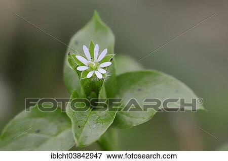 "Common Chickweed (Stellaria media), flower, North Rhine-Westphalia, Germany, Europe" View Large Photo Image Stock Photo - "Common Chickweed (Stellaria media), flower, North Rhine-Westphalia, Germany, Europe". Fotosearch