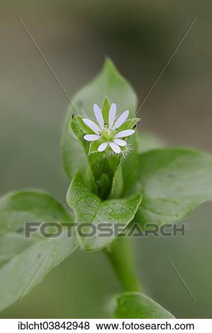 "Common Chickweed (Stellaria media), flower, North Rhine-Westphalia, Germany, Europe" View Large Photo Image Stock Photo - "Common Chickweed (Stellaria media), flower, North Rhine-Westphalia, Germany, Europe". Fotosearch