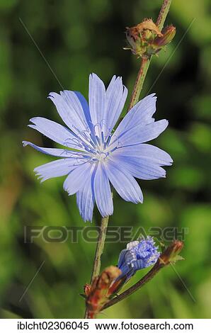 "Common Chicory, Blue Sailors, Coffeeweed (Cichorium intybus), flower, North Rhine-Westphalia, Germany, Europe" View Large Photo Image Stock Photography - "Common Chicory, Blue Sailors, Coffeeweed (Cichorium intybus), flower, North Rhine-Westphalia, Germany, Europe". Fotosearch
