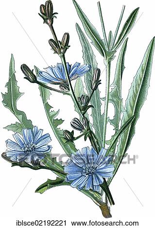 Stock Image - "Common Chicory (Cichorium intybus), a medicinal plant, historical chromolithography, ca. 1870". Fotosearch
