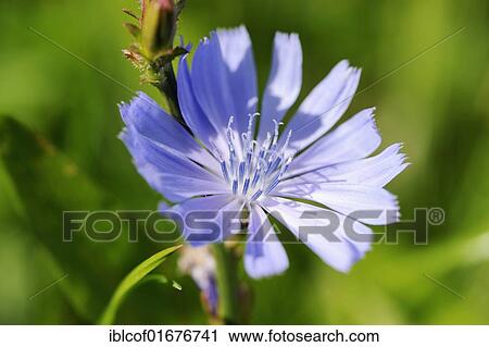 Common Chicory (Cichorium intybus) View Large Photo Image Stock Image - Common Chicory (Cichorium intybus). Fotosearch