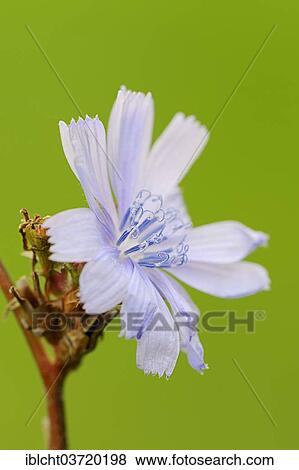 "Common Chicory (Cichorium intybus), flower, North Rhine-Westphalia, Germany, Europe" View Large Photo Image Stock Photo - "Common Chicory (Cichorium intybus), flower, North Rhine-Westphalia, Germany, Europe". Fotosearch