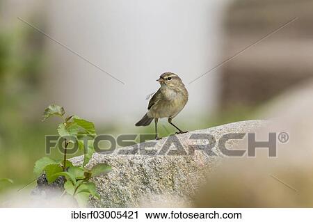 "Common Chiffchaff (Phylloscopus collybita), Fuldabruck, Fuldabruck, Hesse, Germany, Europe" View Large Photo Image Stock Image - "Common Chiffchaff (Phylloscopus collybita), Fuldabruck, Fuldabruck, Hesse, Germany, Europe". Fotosearch