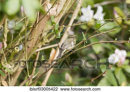 "Common Chiffchaff (Phylloscopus collybita), Fuldabruck, Fuldabruck, Hesse, Germany, Europe" View Large Photo Image Stock Image - "Common Chiffchaff (Phylloscopus collybita), Fuldabruck, Fuldabruck, Hesse, Germany, Europe". Fotosearch