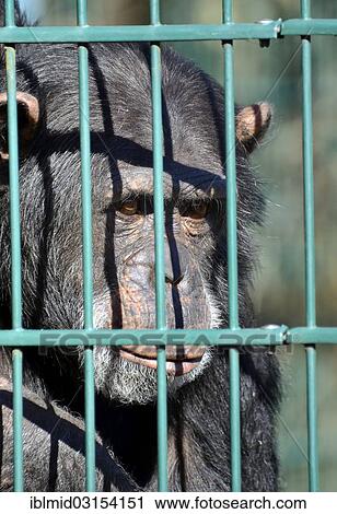Stock Image - "Common Chimpanzee (Pan troglodytes), portrait, behind bars, Tierpark, Gettorf, Schleswig-Holstein, Germany, Europe". Fotosearch