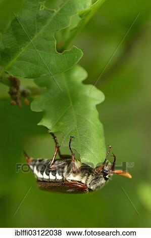 "Common Cockchafer (Melolontha melolontha) hanging upside down on an oak leaf, Hochmoor, Munsterland, North Rhine-Westphalia, Germany, Europe" View Large Photo Image Stock Photo - "Common Cockchafer (Melolontha melolontha) hanging upside down on an oak leaf, Hochmoor, Munsterland, North Rhine-Westphalia, Germany, Europe". Fotosearch