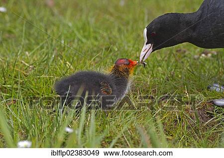 "Common Coot (Fulica atra), adult feeding insects to chick, Cley Marshes Reserve, Cley-next-the-Sea, Norfolk, England, United Kingdom, Europe" View Large Photo Image Stock Photo - "Common Coot (Fulica atra), adult feeding insects to chick, Cley Marshes Reserve, Cley-next-the-Sea, Norfolk, England, United Kingdom, Europe". Fotosearch