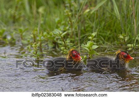 "Common Coot (Fulica atra), two chicks, swimming, Cley Marshes Reserve, Norfolk, England, United Kingdom, Europe" View Large Photo Image Stock Photo - "Common Coot (Fulica atra), two chicks, swimming, Cley Marshes Reserve, Norfolk, England, United Kingdom, Europe". Fotosearch