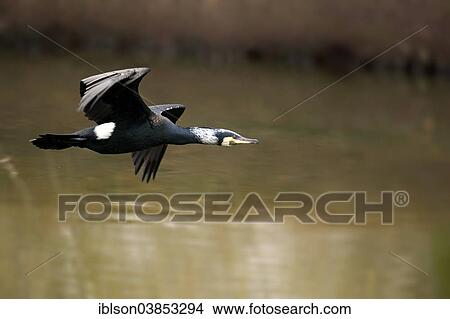 "Common Cormorant (Phalacrocorax carbo), adult in breeding plumage, in flight, Luisenpark, Mannheim, Baden-Wurttemberg, Germany, Europe" View Large Photo Image Picture - "Common Cormorant (Phalacrocorax carbo), adult in breeding plumage, in flight, Luisenpark, Mannheim, Baden-Wurttemberg, Germany, Europe". Fotosearch
