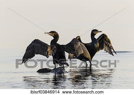 Picture - "Common Cormorants (Phalacrocorax carbo), Timmendorfer Strand, Schleswig-Holstein, Germany, Europe". Fotosearch