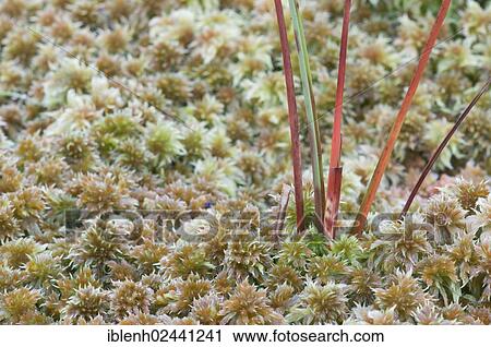 "Common cottongrass (Eriophorum angustifolium) on peat moss (Sphagnum sp. ) Heseper Moor, Emsland, Lower Saxony, Germany, Europe" View Large Photo Image Stock Image - "Common cottongrass (Eriophorum angustifolium) on peat moss (Sphagnum sp. ) Heseper Moor, Emsland, Lower Saxony, Germany, Europe". Fotosearch
