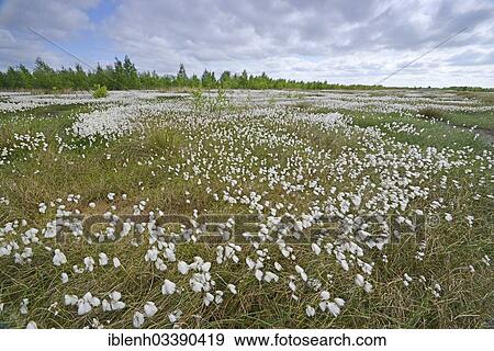 "Common Cottongrass or Common Cottonsedge (Eriophorum angustifolium) in a bog, Fehndorf, Emsland, Lower Saxony, Germany, Europe" View Large Photo Image Stock Photo - "Common Cottongrass or Common Cottonsedge (Eriophorum angustifolium) in a bog, Fehndorf, Emsland, Lower Saxony, Germany, Europe". Fotosearch