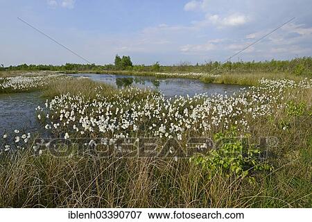 "Common Cottongrass or Common Cottonsedge (Eriophorum angustifolium) in a bog, Bargerveen, Zwartemeer, Drenthe Province, The Netherlands, Europe" View Large Photo Image Stock Photo - "Common Cottongrass or Common Cottonsedge (Eriophorum angustifolium) in a bog, Bargerveen, Zwartemeer, Drenthe Province, The Netherlands, Europe". Fotosearch