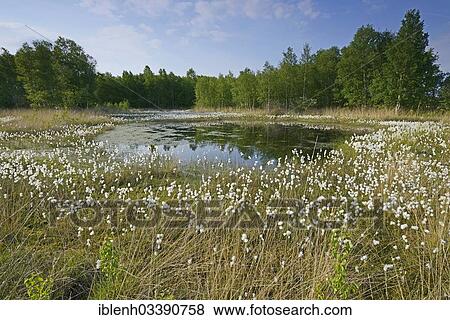 "Common Cottongrass or Common Cottonsedge (Eriophorum angustifolium) in a bog, Bargerveen, Zwartemeer, Drenthe Province, The Netherlands, Europe" View Large Photo Image Stock Photo - "Common Cottongrass or Common Cottonsedge (Eriophorum angustifolium) in a bog, Bargerveen, Zwartemeer, Drenthe Province, The Netherlands, Europe". Fotosearch