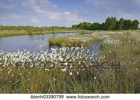 "Common Cottongrass or Common Cottonsedge (Eriophorum angustifolium) in a bog, Bargerveen, Zwartemeer, Drenthe Province, The Netherlands, Europe" View Large Photo Image Stock Photo - "Common Cottongrass or Common Cottonsedge (Eriophorum angustifolium) in a bog, Bargerveen, Zwartemeer, Drenthe Province, The Netherlands, Europe". Fotosearch