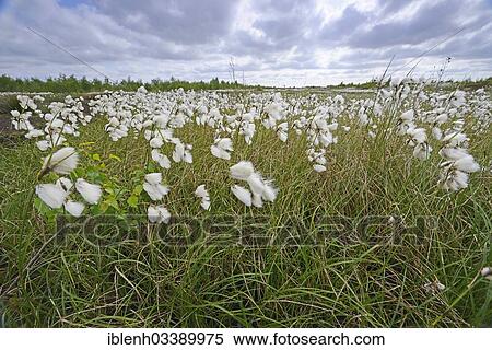 "Common Cottongrass or Common Cottonsedge (Eriophorum angustifolium) in a bog, Fehndorf, Emsland, Lower Saxony, Germany, Europe" View Large Photo Image Stock Photography - "Common Cottongrass or Common Cottonsedge (Eriophorum angustifolium) in a bog, Fehndorf, Emsland, Lower Saxony, Germany, Europe". Fotosearch