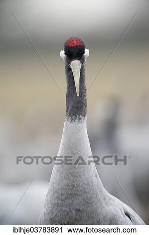 "Common Crane (Grus grus), Champagne, France, Europe" View Large Photo Image Stock Image - "Common Crane (Grus grus), Champagne, France, Europe". Fotosearch