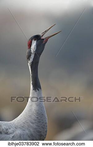 Stock Image - "Common Crane (Grus grus), Champagne, France, Europe". Fotosearch